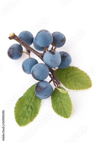 Ripe blackthorn berries on a branch with green leaves isolate. Sloe (Prunus spinosa) on studio white background. close-up in summer