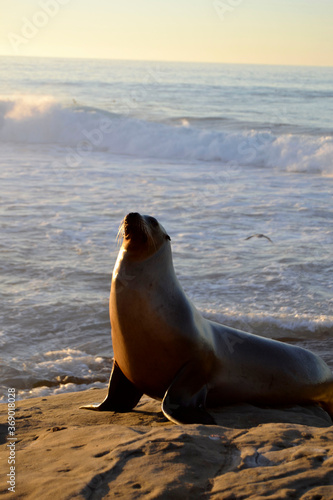 León marino en libertad con el atardecer reflejado en el océano de fondo en una playa de California.
