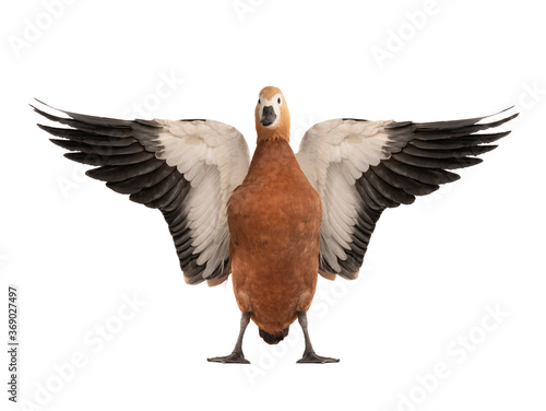  female ogar with spread wings isolated on white background