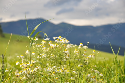 Kwitnący rumianek, Liptowski Mikulasz, Słowacja