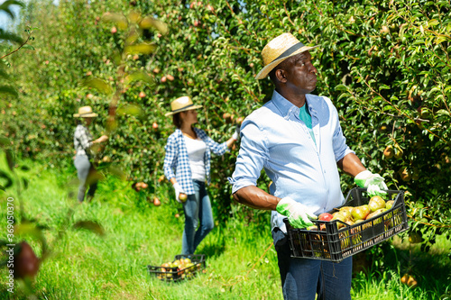 African-American man carrying box with ripe pears harvested in summer orchard