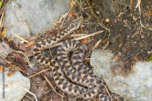 Víbora áspid o áspid (Vipera aspis), serpiente tomando el sol en el Pirineo catalán, Girona, España.