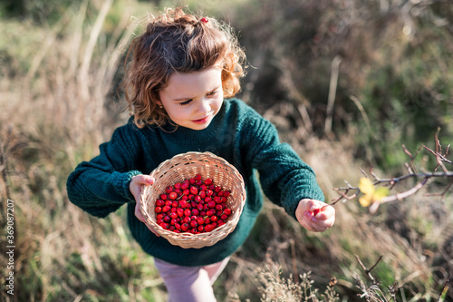 Small girl on a walk in nature, collecting rosehip fruit.