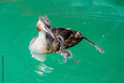 Great crested grebe (Podiceps cristatus) with young chick on the back swimming in lake Geneva, Switzerland.