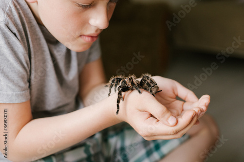 boy holds spider Brachypelma albopilosum in palm of hand. child looks at tarantula without fear. Caring for pets.