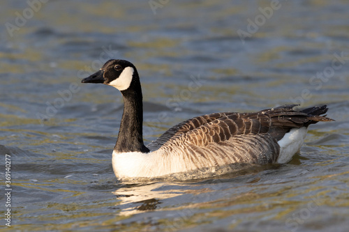 Canada Goose Bernikla kanadyjska