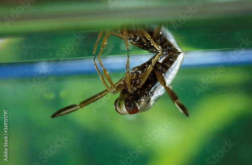 WATER BOATMAN notonecta glauca