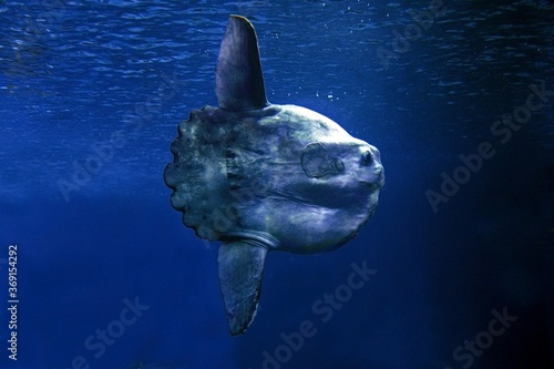 SUNFISH mola mola, CALIFORNIA