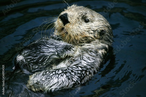 SEA OTTER enhydra lutris, ADULT, MONTEREY BAY IN CALIFORNIA