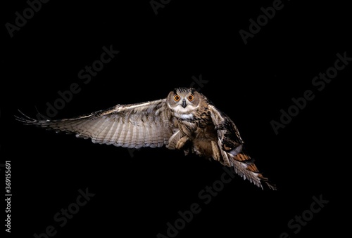 EUROPEAN EAGLE OWL bubo bubo, ADULT IN FLIGHT, NORMANDY IN FRANCE