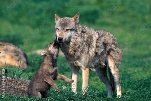 EUROPEAN WOLF canis lupus, FEMALE PLAYING WITH PUP