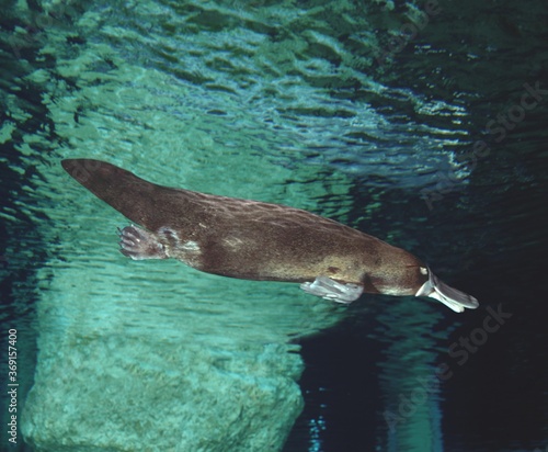 PLATYPUS ornithorhynchus anatinus, AUSTRALIA