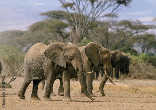 AFRICAN ELEPHANT loxodonta africana, GROUP IN AMBOSELI PARK, KENYA