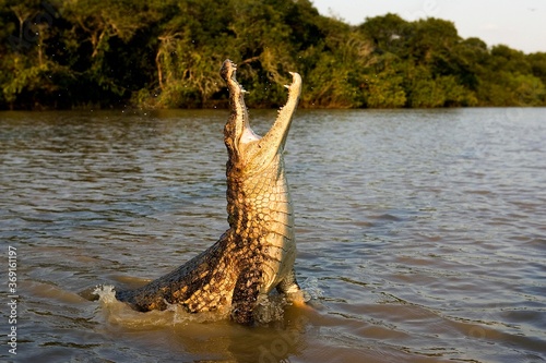 SPECTACLED CAIMAN caiman crocodilus, ADULT LEAPING OUT OF WATER WITH OPEN MOUTH, LOS LIANOS IN VENEZUELA