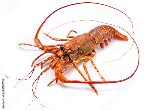 Spiny Lobster isolated on white background, Boiled Spiny Lobsters Asia Seafood in white background,