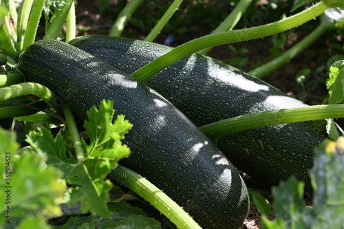 grosses courgettes du jardin potager