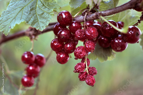 Fresh and dried red currants