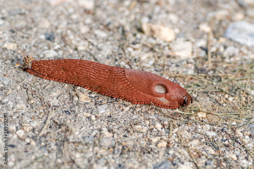 czerwony ślimak ślinik luzytański (Arion lusitanicus)