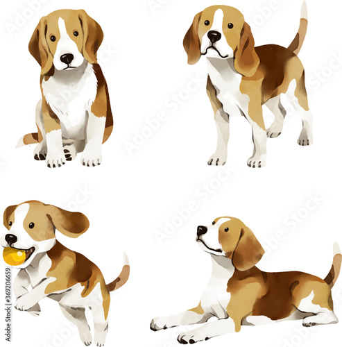 beagle puppies isolated on white