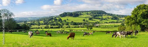 A herd of dairy Holstein cattle grazing in field allong the Wye Valley in the peak District of Derbyshire. Peaktor or Pictor in the background