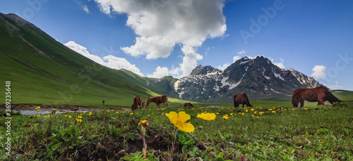 alpine meadow in the mountains, wild horses in himalayas, flowers and meadows, kashmir meadows, kashmir