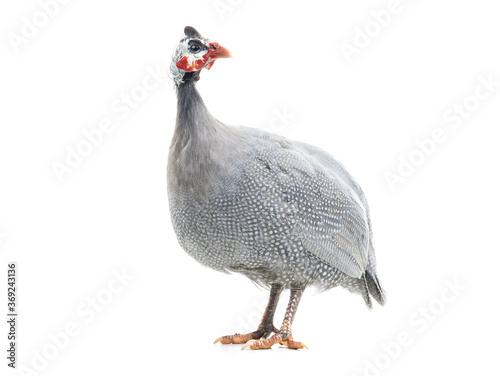 guinea fowl isolated on white background.