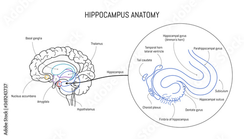Hippocampus anatomy and structure. Neuroscience infographic on white background. Human brain lobes and sections illustration. Neurobiology scientific futuristic medical vector