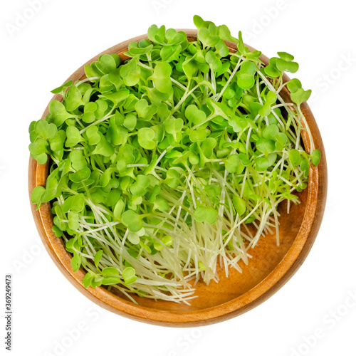 Broccoli sprouts in a wooden bowl. Raw and fresh microgreens, green seedlings, young plants and cotyledons of Brassica oleracea, a cabbage plant. Close-up, from above, over white, isolated food photo.