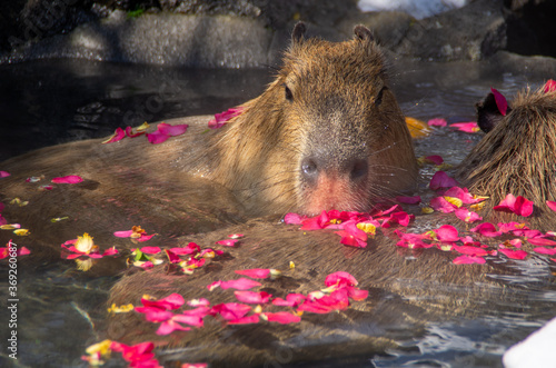 Capybara in the hot spring