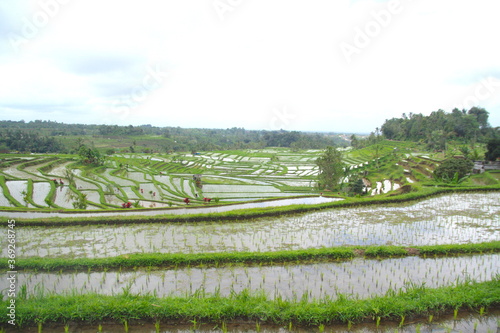 Famous Bali landmark Jatiluwih rice field terraces. Beautiful view of green hills and mount Wanderlust concept and nature background.