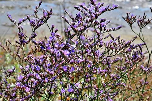 Zatrwian (Limonium sp.). Piękna wieloletnia bylina przypominająca kwiatami lawendę, często porasta nadmorskie solniska. Zdjęcie zrobione w Chorwacji. 