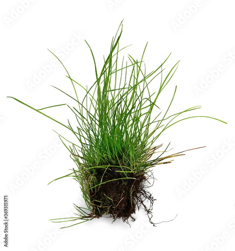 Part of Green grass isolated against a white background. Grass with roots. Root.