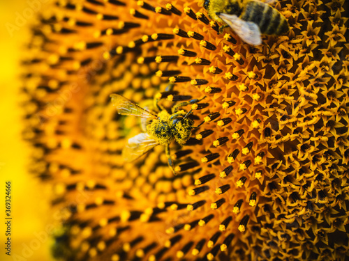 Pszczoły na słonecznikach