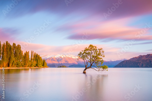 "That Wanaka Tree" at sunrise | Wanaka, New Zealand