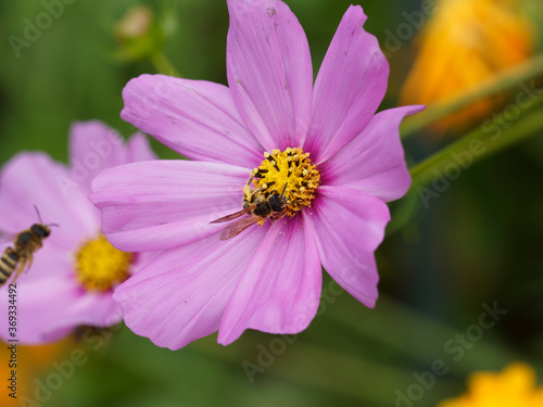 (Halictus scabiosae) Gelbbindige Furchenbiene Schmale Biene mit Bandmusterung auf ihres Hinterleibs, nahrungssuche Pollen und Nektar auf einer Kosmosblume