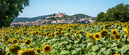 Panoramic view on sunflowers field with typical Italian country in the background. Amelia, Terni, Italy