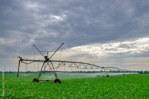 Watering beets in a large field using a self-propelled sprinkler system with a center swing. Modern agricultural technologies. Industrial production of agricultural crops. Copy space. 