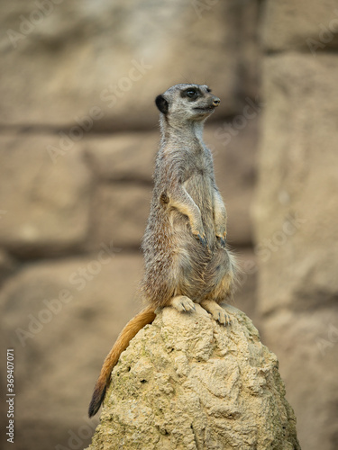 meerkat on the lookout