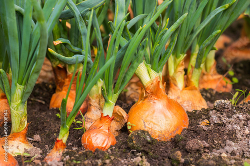 onion plantation in the vegetable garden agriculture