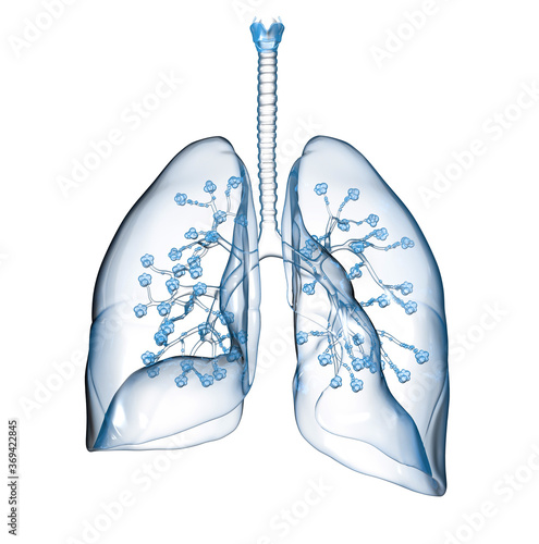 Human lungs with alveolus, medically 3D illustration