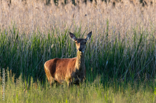 Samica jelenia Cervus elaphus je smaczny posiłek