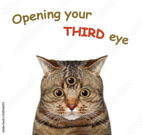 The beige cat has got three eyes. Open your third eye. White background. Isolated.