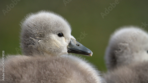 Close Up Profile Head Shot Of A Mute Swan, Cygnus Olor, Cygnet Sitting On The Ground With Diffuse Green Background. Taken at Stanpit Marsh UK