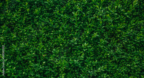 Lush leaves of boxwood background pattern