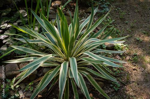 Yucca Gloriosa Variegata on shore of garden pond. Beautiful striped leaves of yucca gloriosa variegata in evergreen landscaped garden. Clear sunny summer day. North Caucasus nature concept for design.