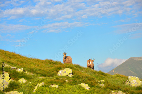 Kozice na górskim szczycie, Wołowiec, Tatry Zachodnie