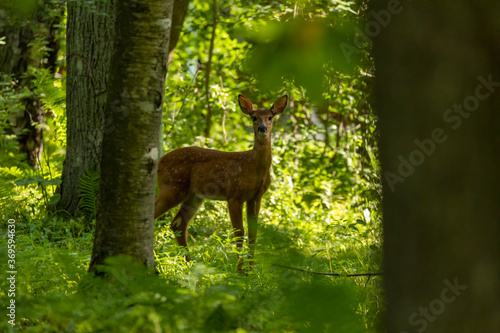 White tailed deer,fawn in the forest