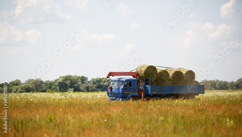A blue truck with an arrow takes round haystacks out of the field. Harvesting for winter fodder for cattle, agriculture, animal keeping, harvesting from the fields