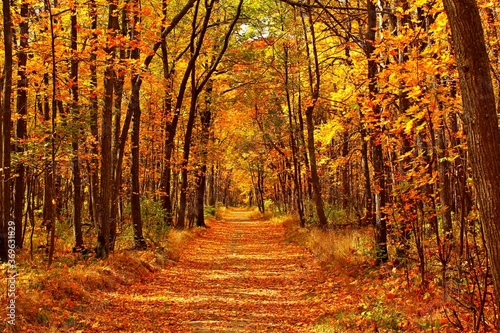 Autumn forest scenery with road of fall leaves & warm light illumining the gold foliage. Footpath in scene autumn forest nature. Vivid october day in colorful forest, maple autumn trees road fall way