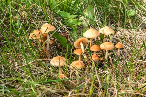 Edible mushroom (Marasmius oreades) in the meadow. Scotch bonnet. Fairy ring mushroom. Collecting mushrooms.